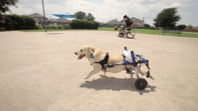 Main Image of Chance, the Wheelchair-Bound Dog, Will Inspire You to Tears in This Kleenex Ad